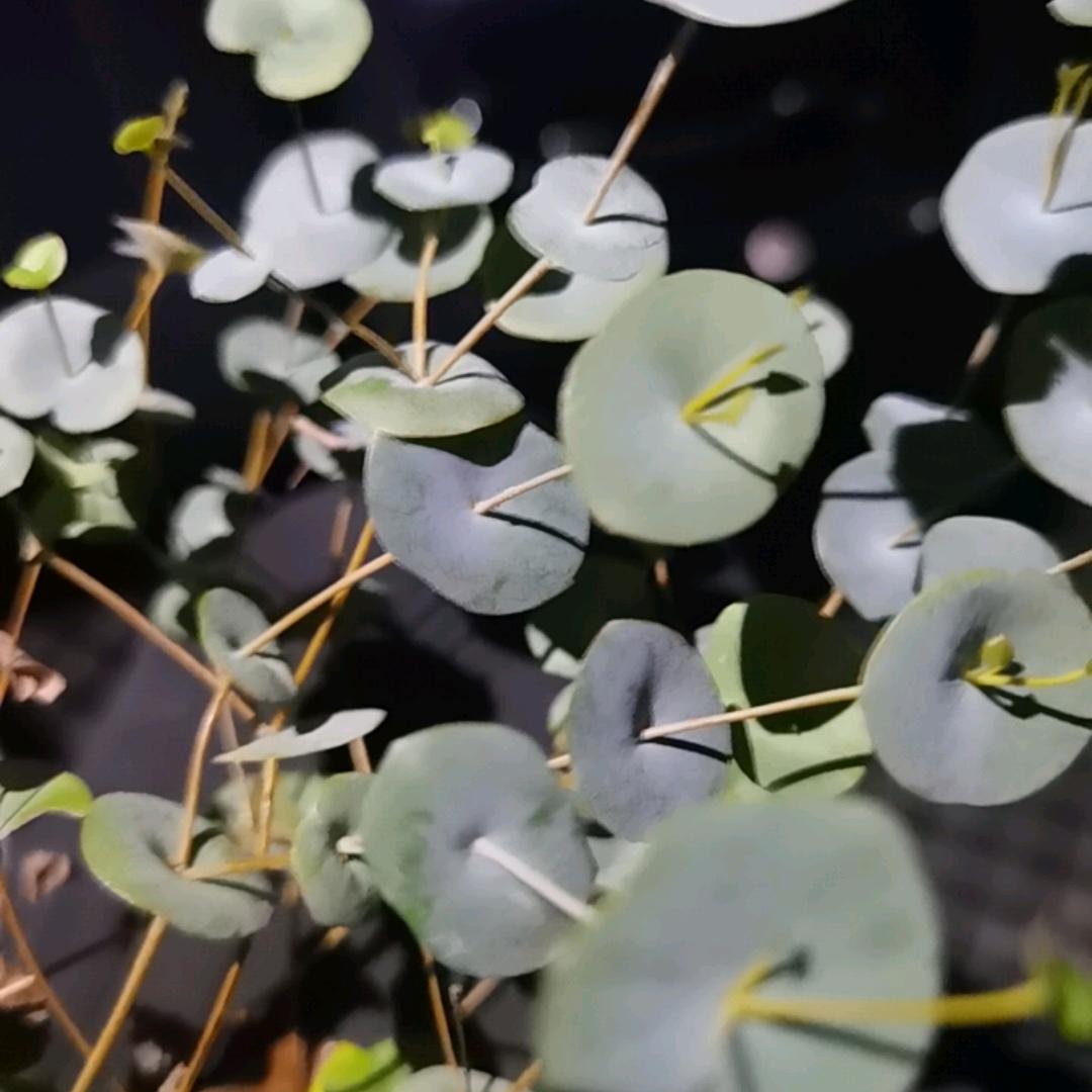 都安兴业山货（潘先森）