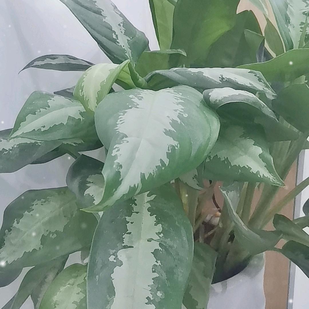 瞳瞳甄选