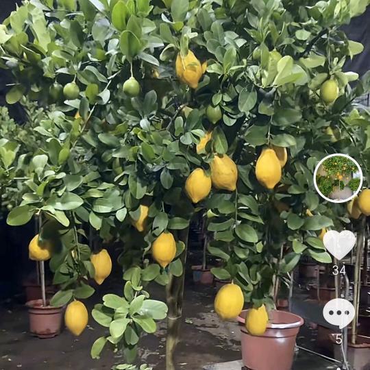 海锐苗木种植基地