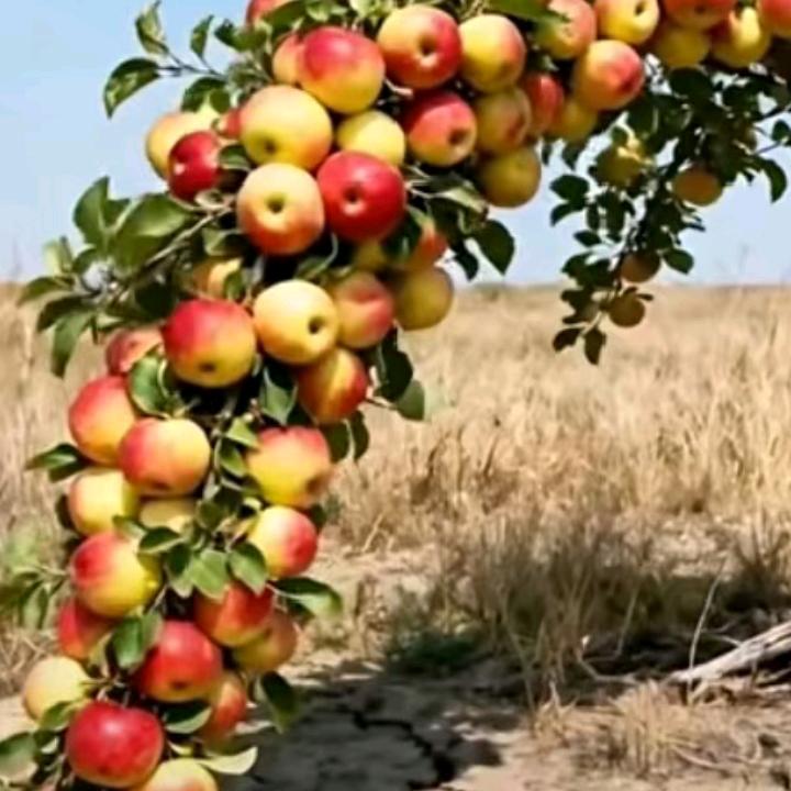 璞玉