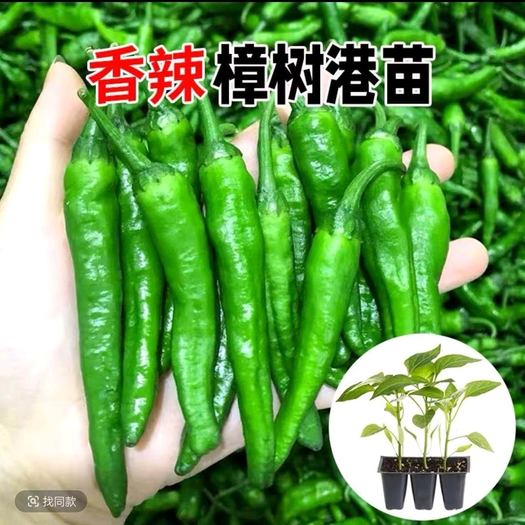 辉煌农艺人