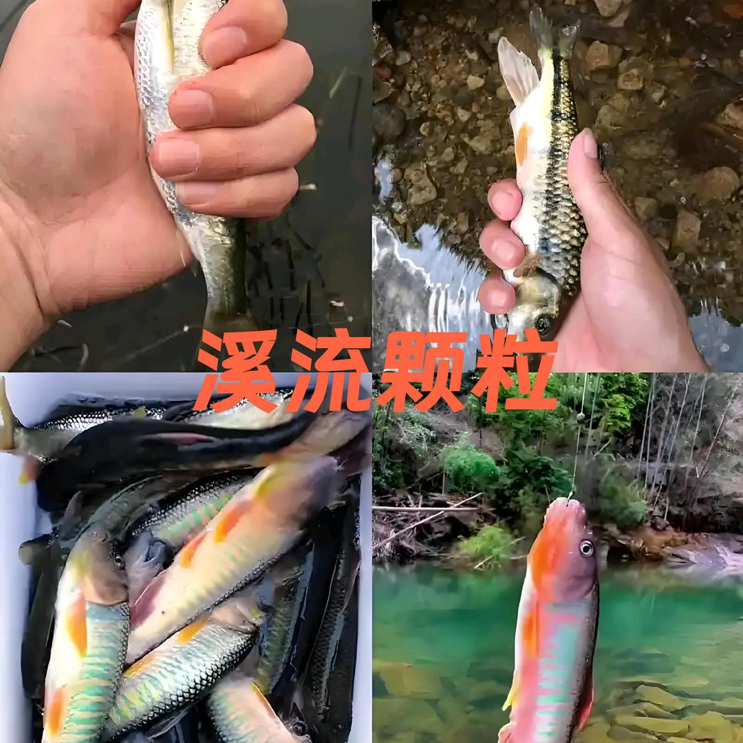 溪流野钓——古月