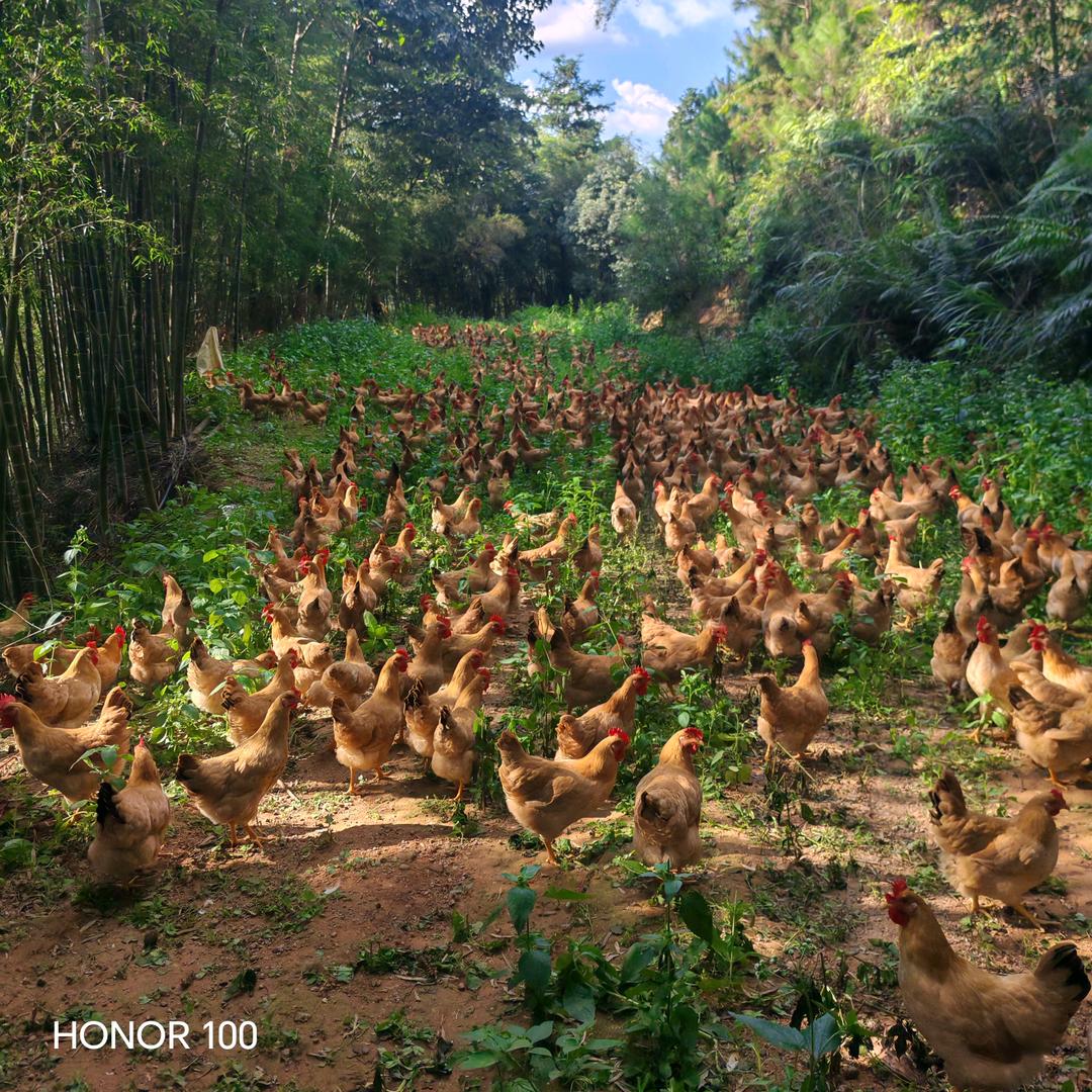 定南县鹅公镇佳荣养殖厂（个体工商户）