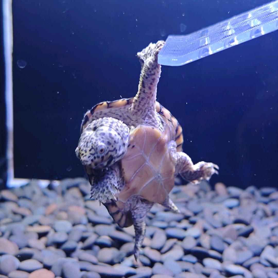 斯普林特🐀🐢🐢🐢🐢