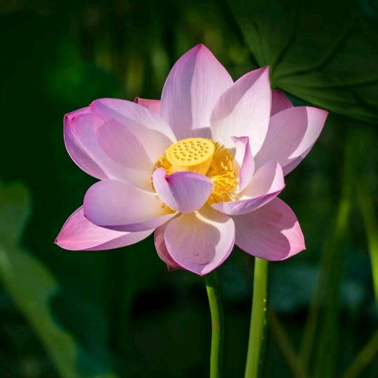 金箭（妙音修灯）