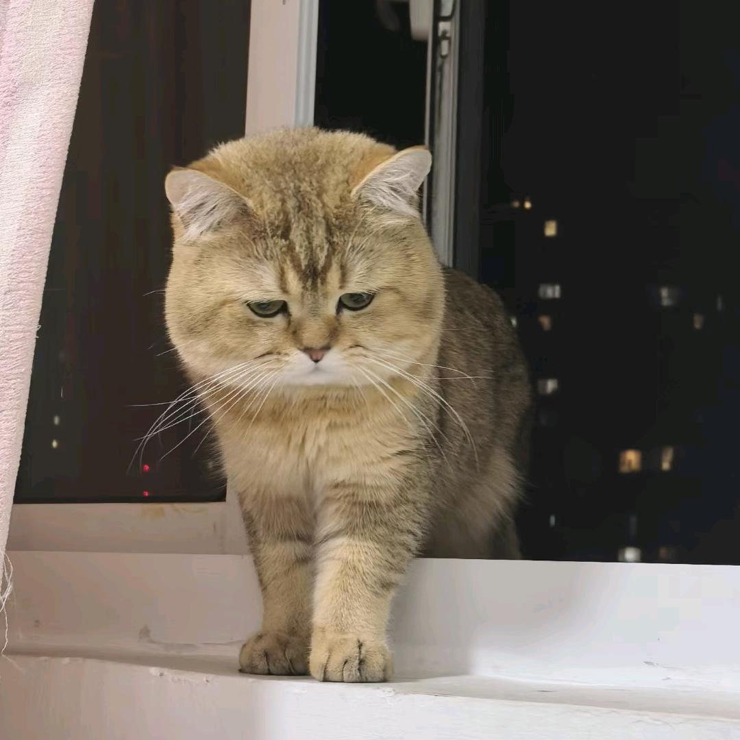 虚怀若谷