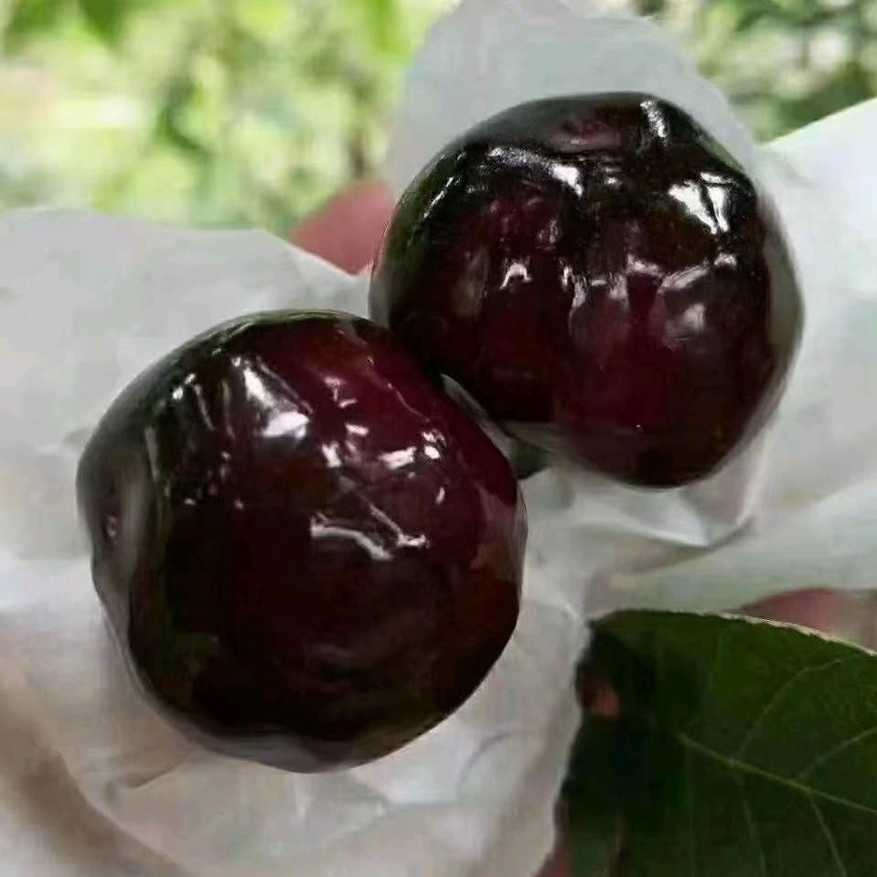 （何中荣家庭农场）高品质套袋黑珍珠
