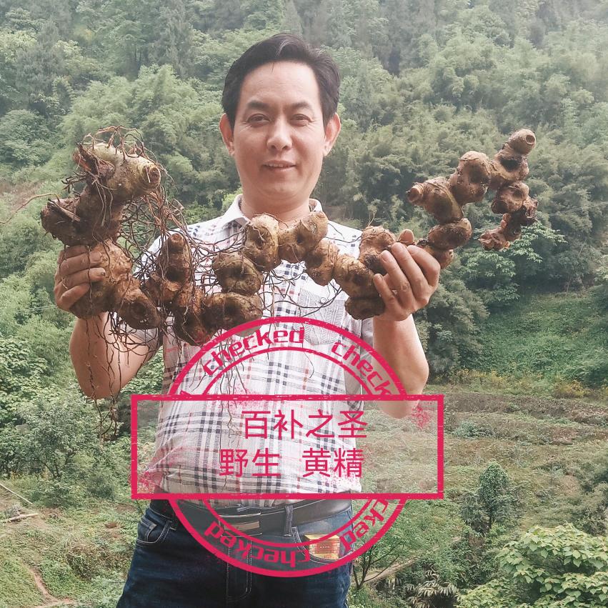 黄精.山人
