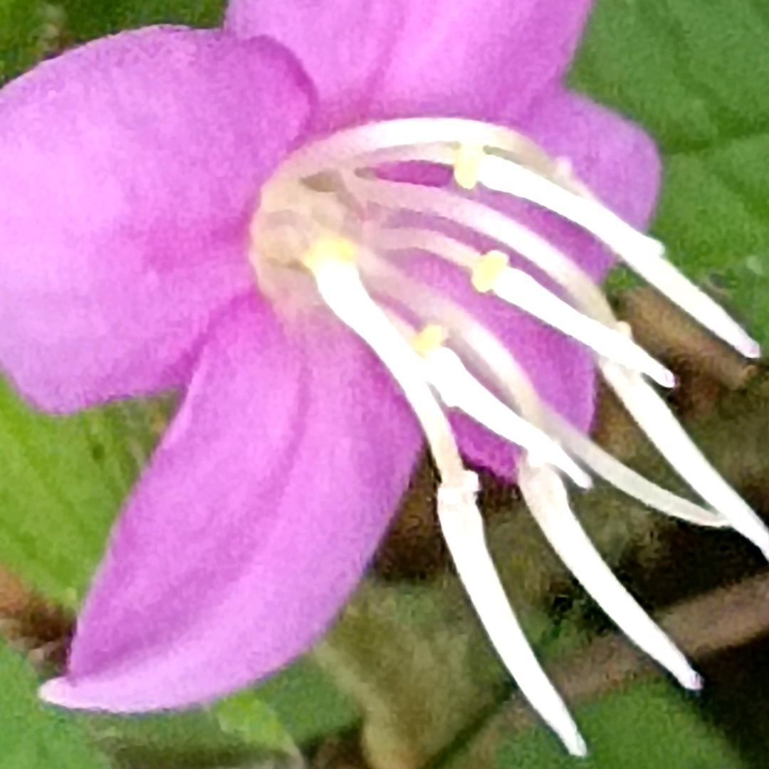 🐉静心🌺浮生🐉