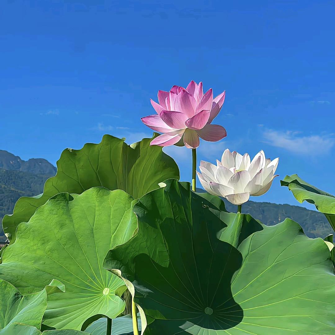 Dear 涵玲儿🌸🌸🌸🌸🌸🌸