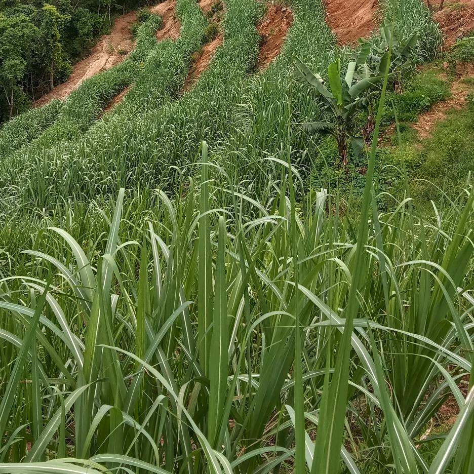 缅甸我果敢人结婚在中国芒市种甘蔗的妹子