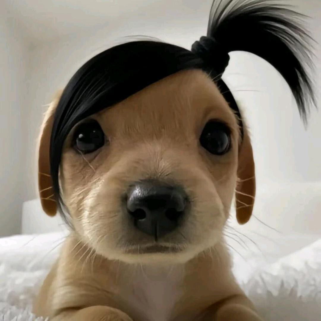 鹤翎