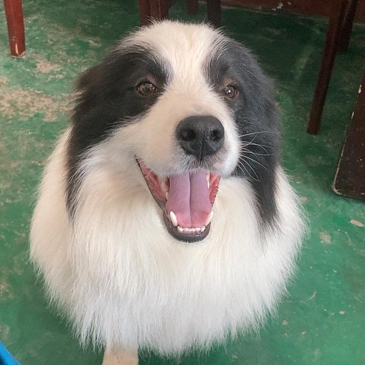 边牧豆豆