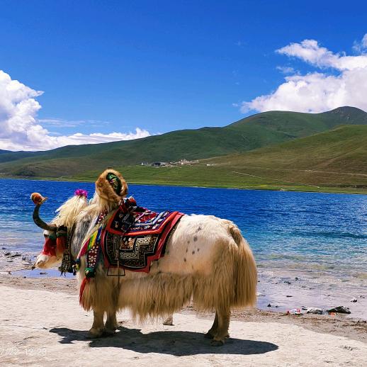 天苍苍。野茫茫