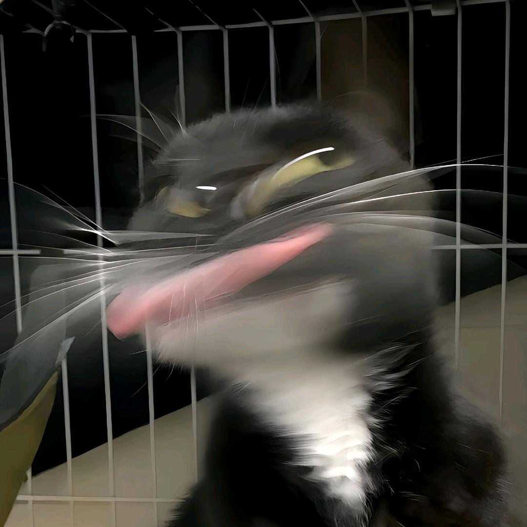罗密欧与猪过夜