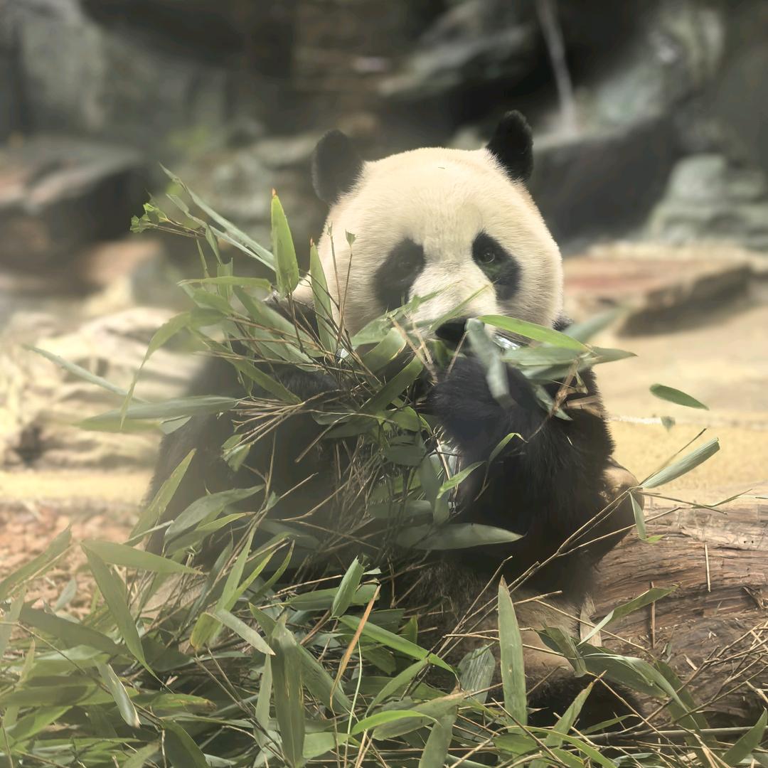 厚德朴实