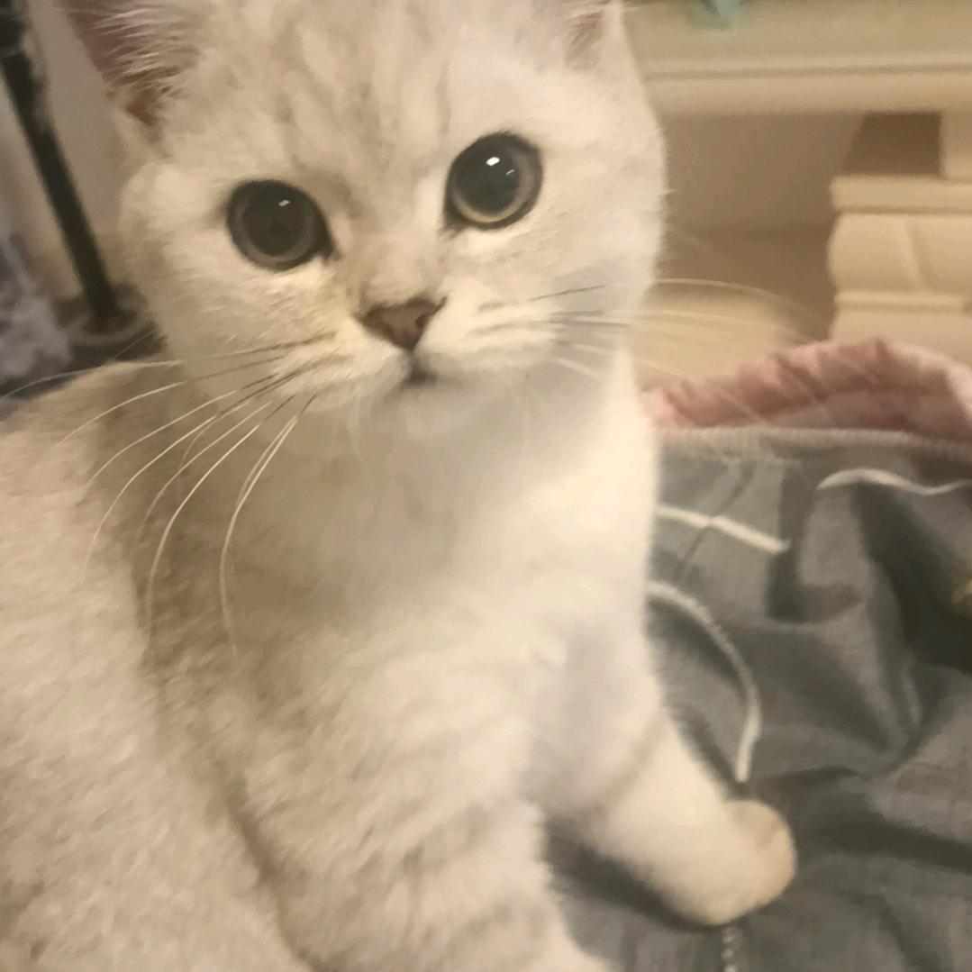 多巴胺丶