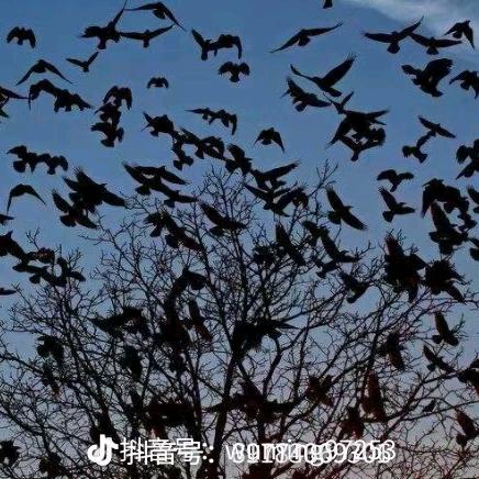 乌鸦的世界