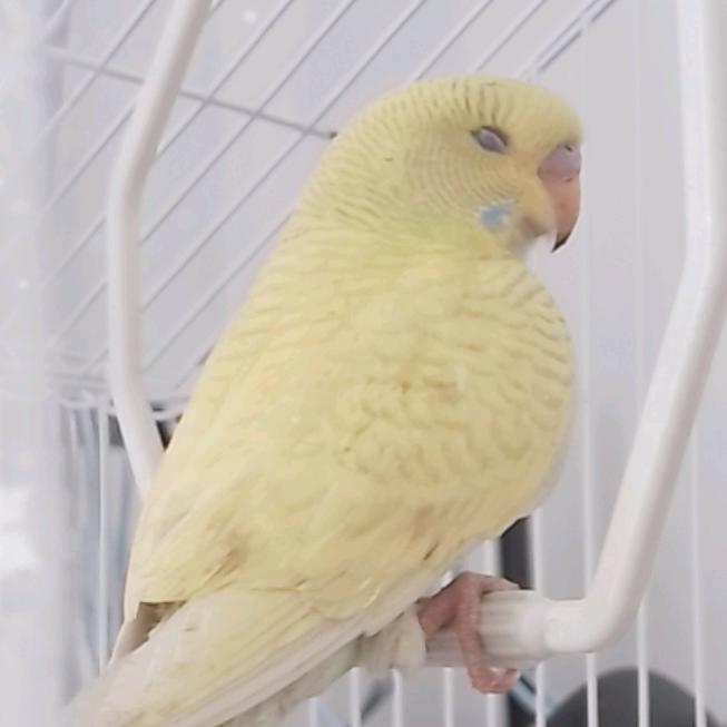 洛阿城的养殖记录