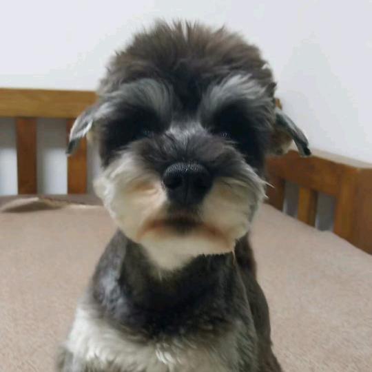 王大毛和王馒头都是雪纳瑞