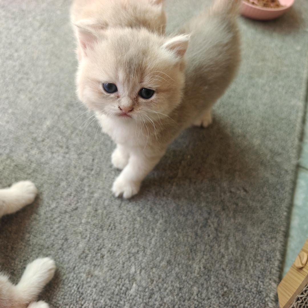 👵🏻家的猫