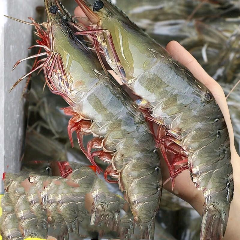 青岛海鲜段厨（只卖海捕虾）
