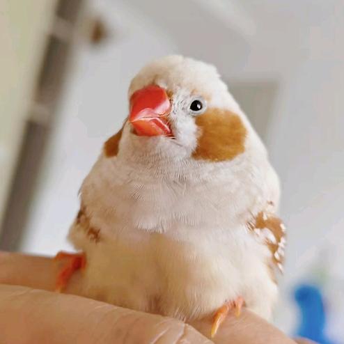 哆咪珍珠鸟🐣