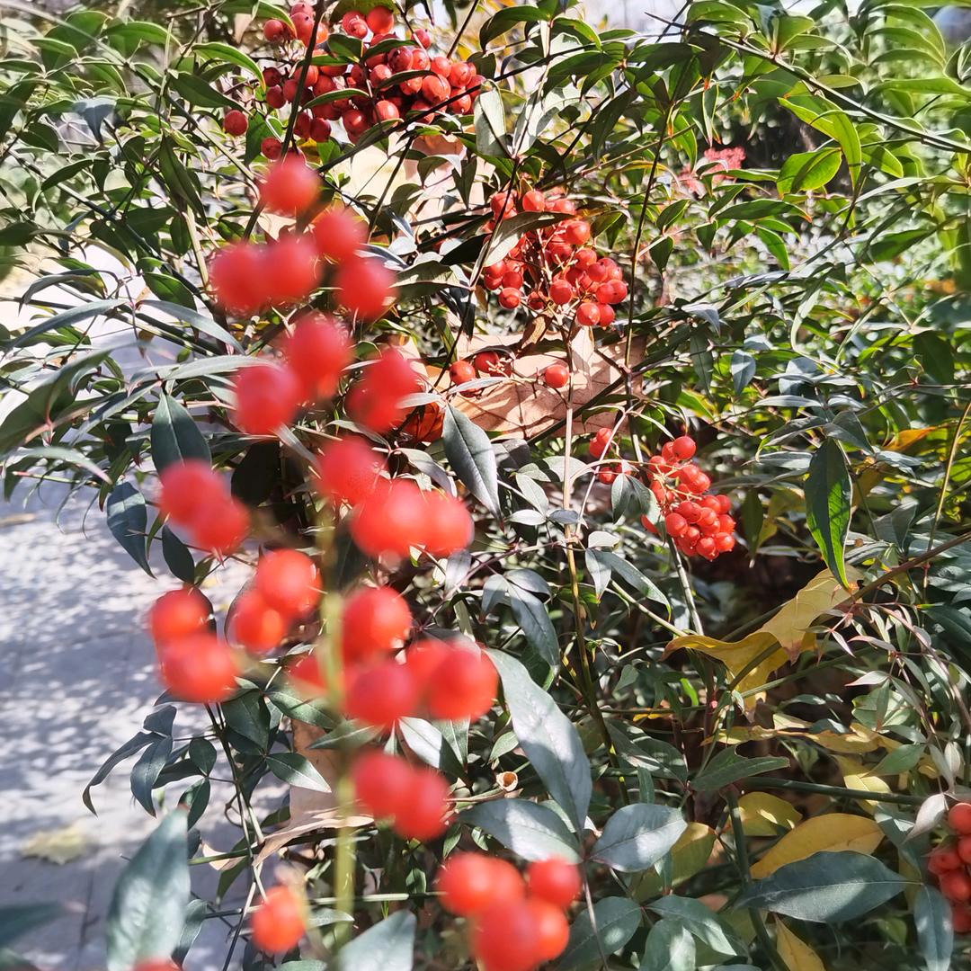 我潇洒哥Ծ‸Ծ