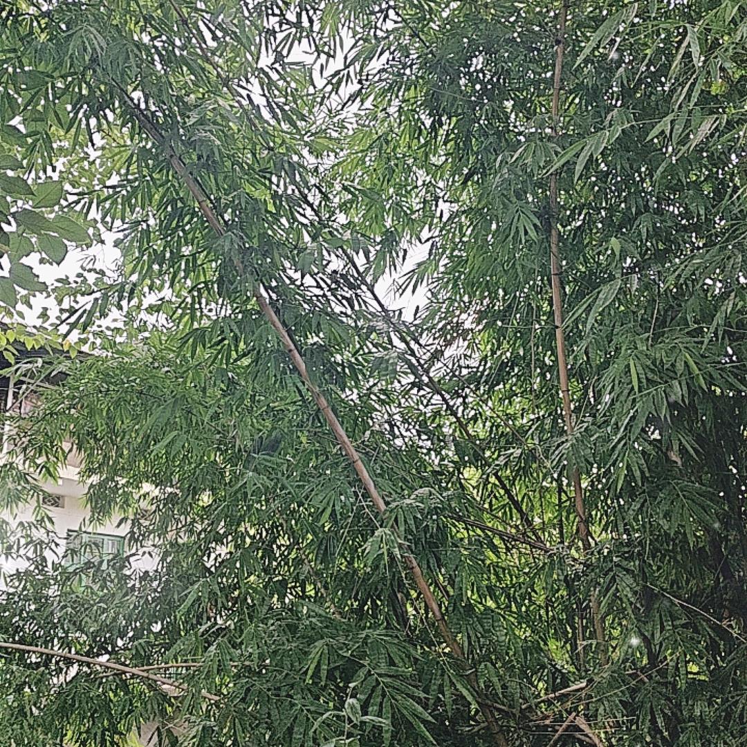 鑫・