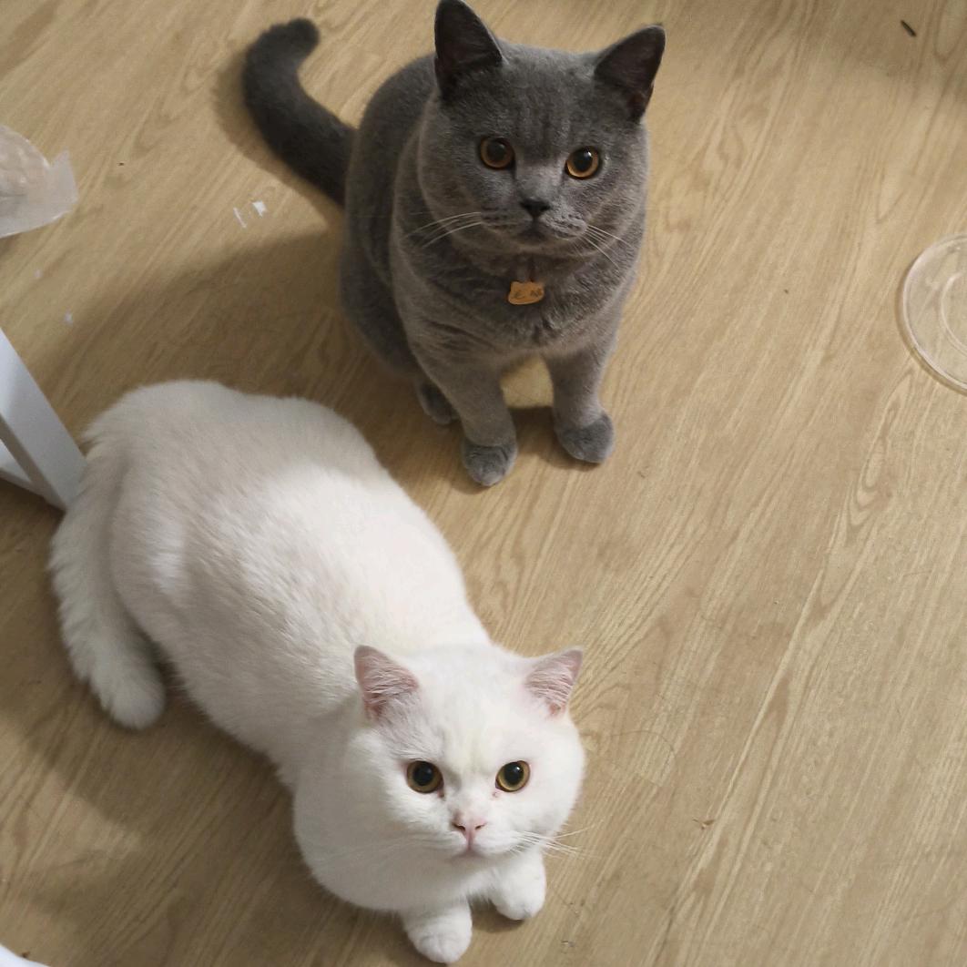 家有两只猫