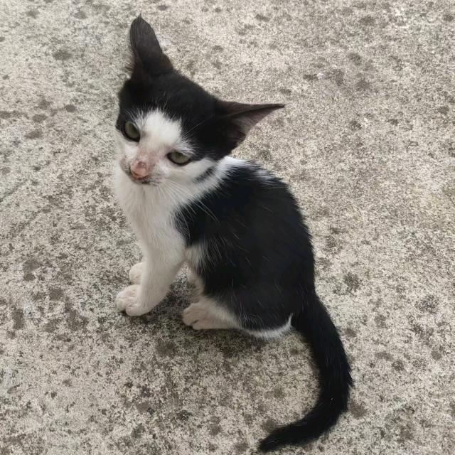 小叶