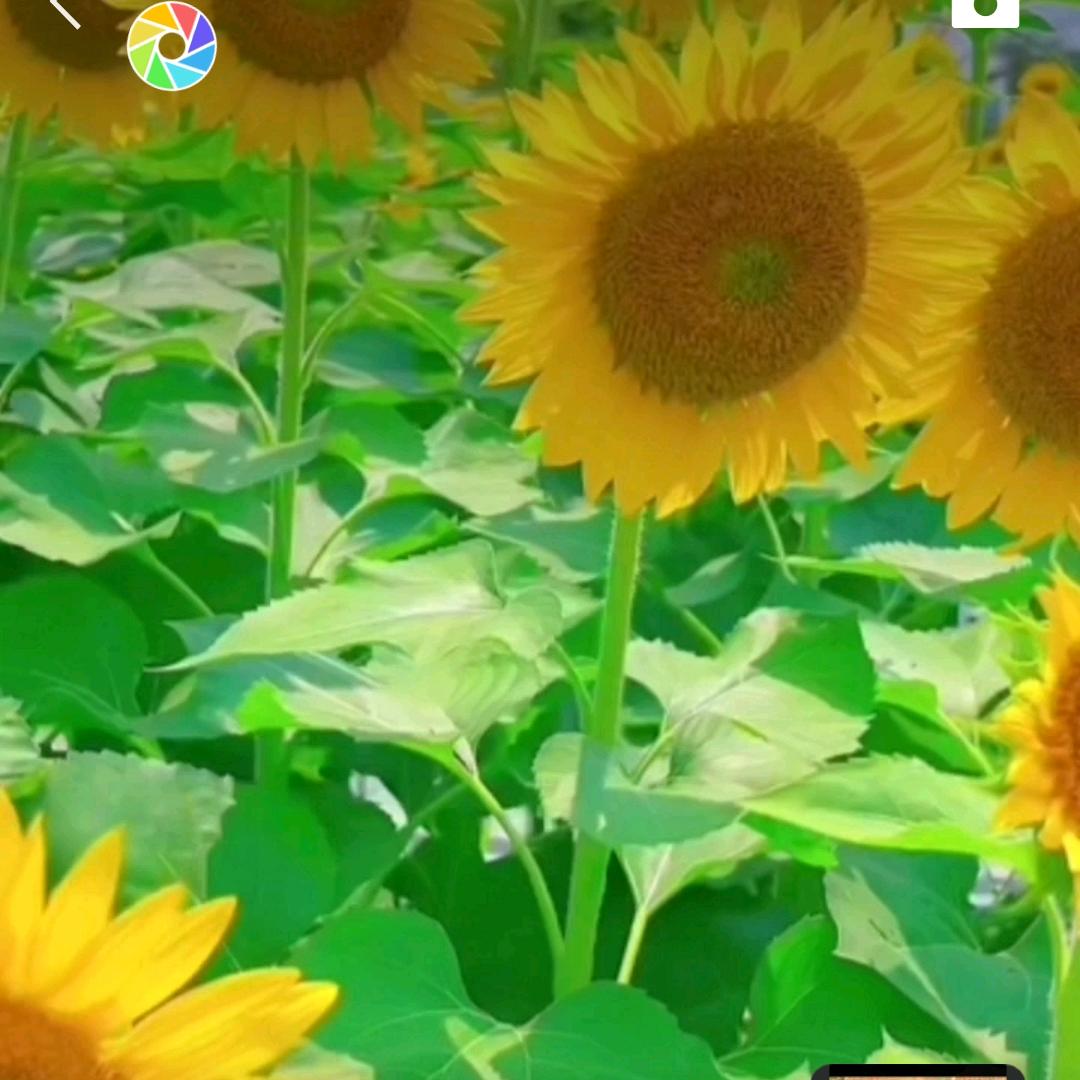 吃咸点看淡点🌴