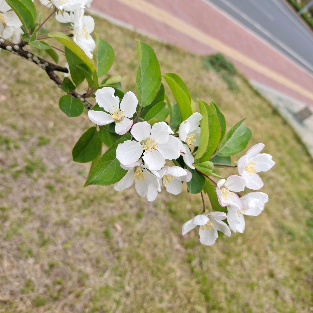 蛋仔技输主播逃了奈玖