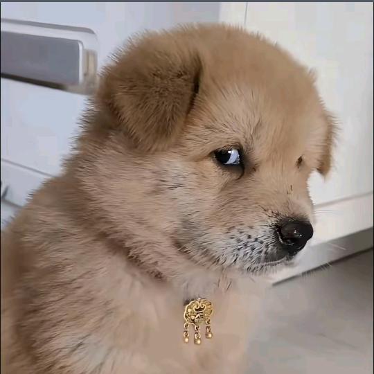 叶蓝桉
