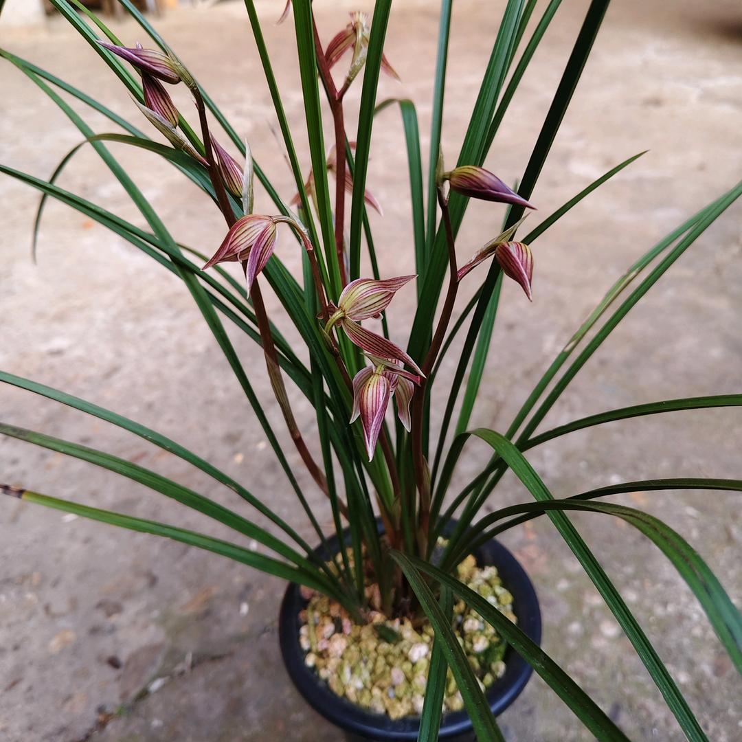 萍淡时光山货甄选