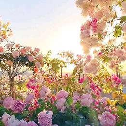 花谢花开花未败