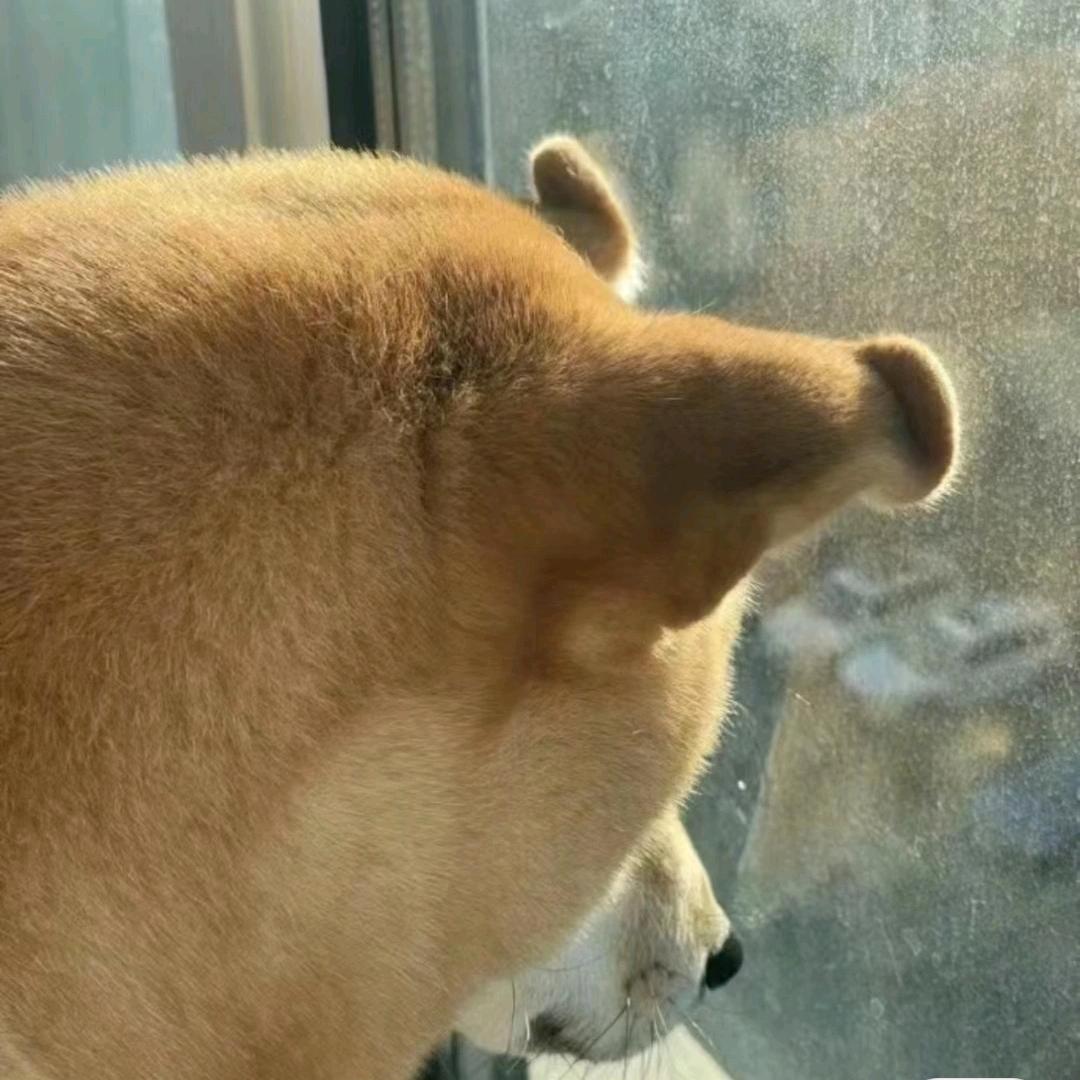 猫尔咖star