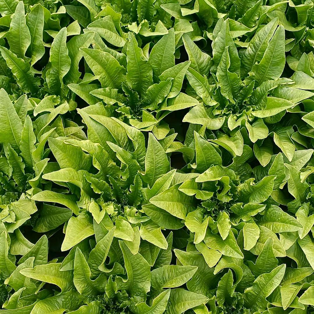 嵩明县冠盛农资种菜姐