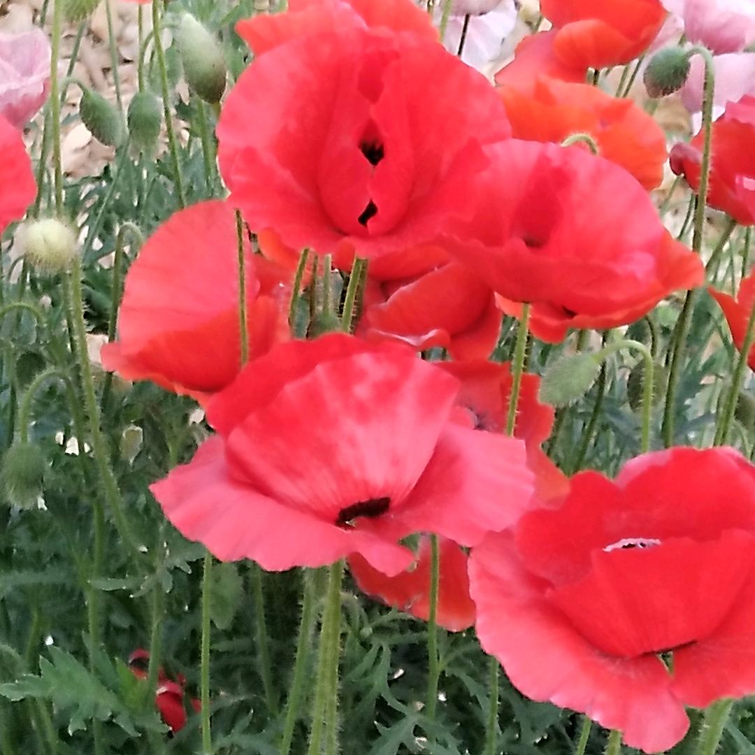 用1820732407