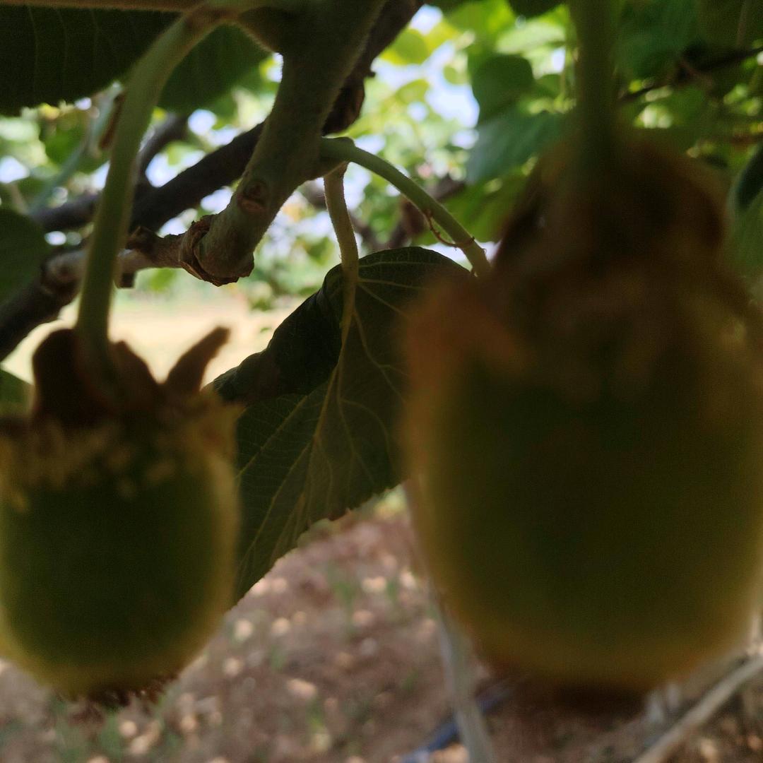 猕猴桃🥝哥