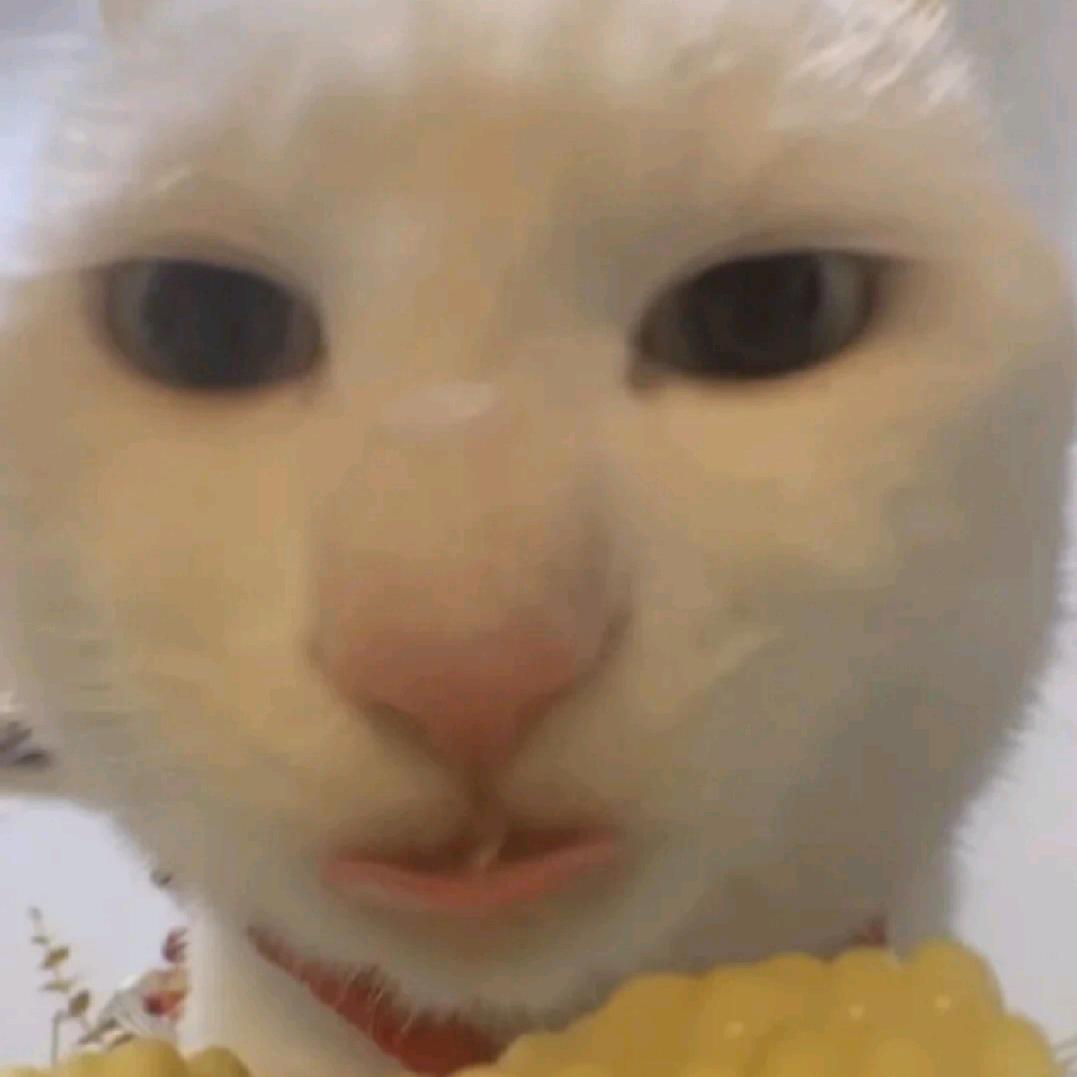 超级无敌炫彩闪光大坚果💫至臻限定版✨