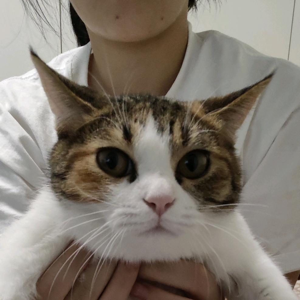 和平╭(╯ε╰)╮猫乐