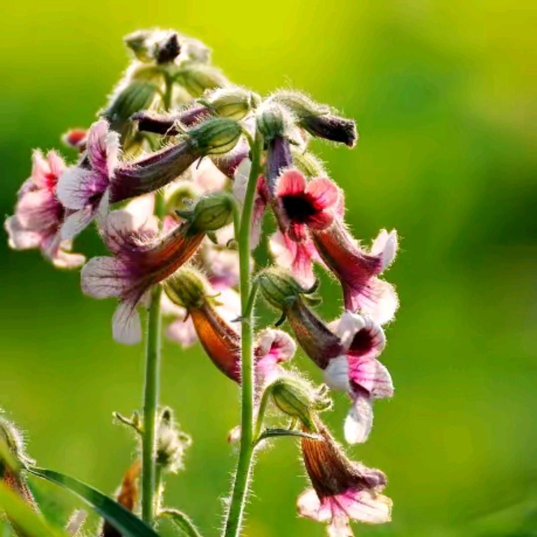 ꧁💞孔雀羽25暖阳💞꧂🔥家政🔥