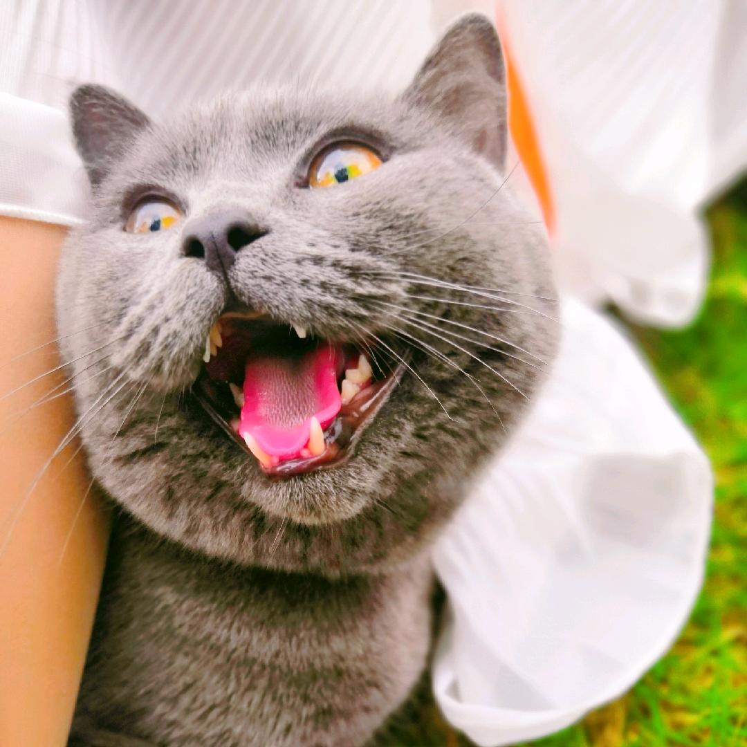 🌸大胖二胖三胖