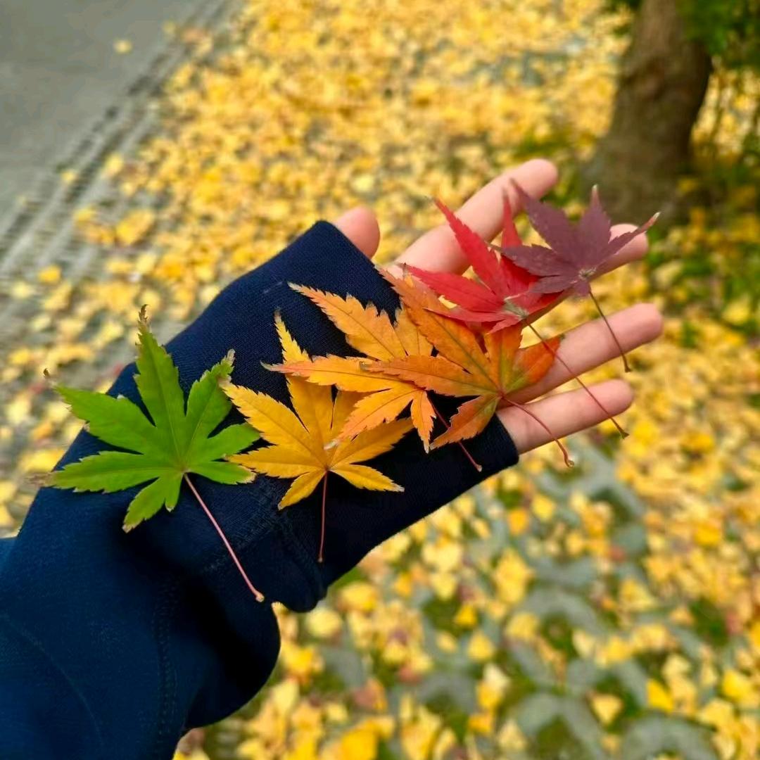 枫小样🍁