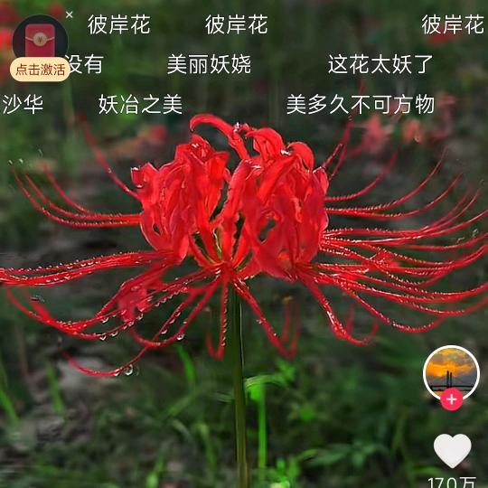 陈心如亿