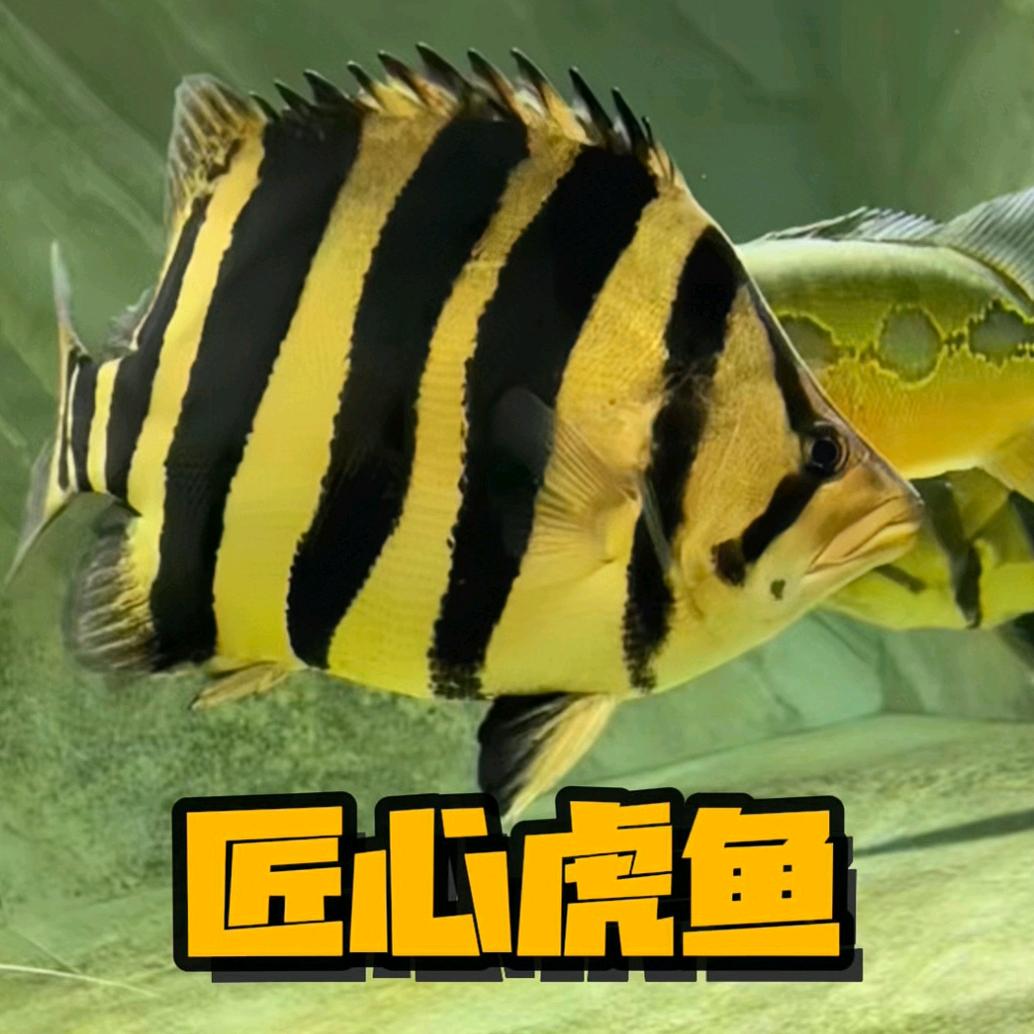 匠心虎鱼