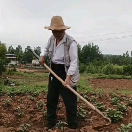 王照华爱戏曲