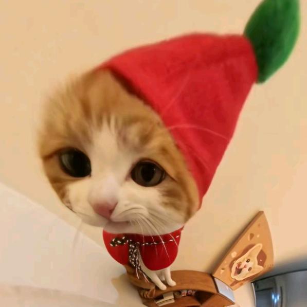 回到过去变成猫