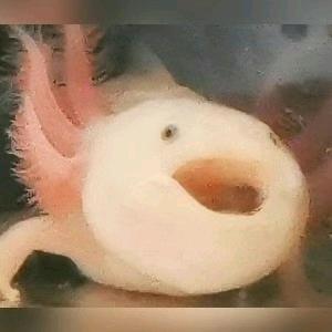 叫我牛牛233